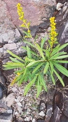 Solidago sempervirens
