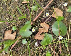 Nymphoides cordata