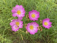 Sabatia kennedyana