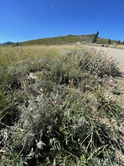 Onobrychis viciifolia