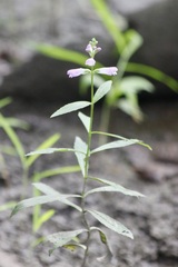 Physostegia virginiana
