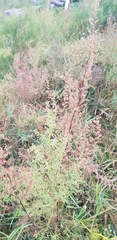 Artemisia scoparia