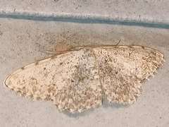 Scopula