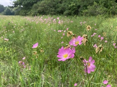Sabatia kennedyana