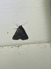 Tetanolita mynesalis