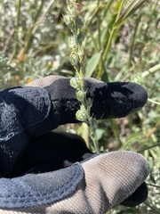 Onobrychis viciifolia