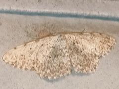 Scopula