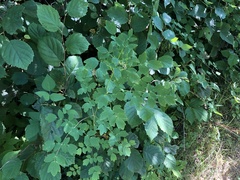 Thalictrum dasycarpum