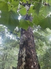 Platanus occidentalis