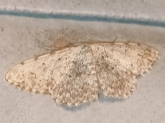 Scopula