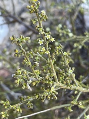 Thesium nigroperianthum