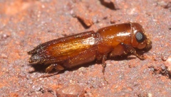 Euplatypus compositus