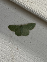 Chlorochlamys chloroleucaria