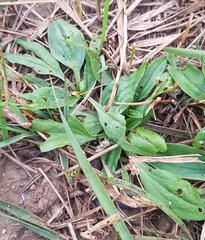 Plantago depressa