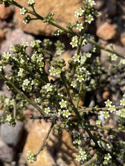 Thesium nigroperianthum