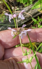 Stachys hyssopifolia
