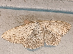 Scopula