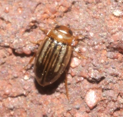 Neobidessus pullus pullus