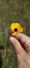 Coreopsis gladiata