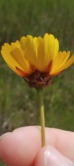 Coreopsis gladiata