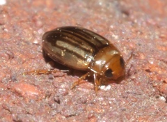 Neobidessus pullus pullus