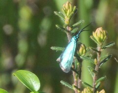 Pollanisus viridipulverulenta