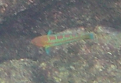 Thalassoma trilobatum