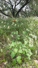 Leonotis nepetifolia