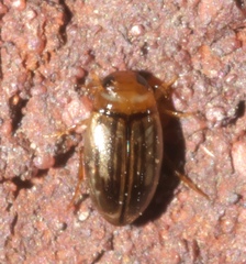 Neobidessus pullus pullus