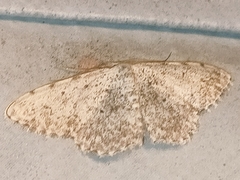 Scopula