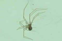 Physocyclus globosus