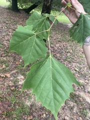 Platanus occidentalis