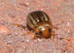 Neobidessus pullus pullus