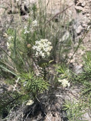 Asclepias linaria