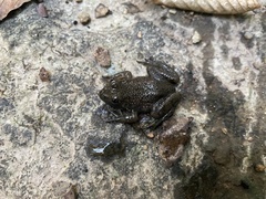 Lithobates catesbeianus