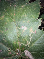 Phytomyza spondylii group