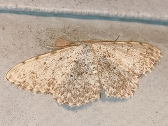 Scopula