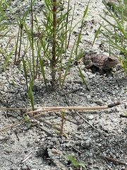 Phrynosoma hernandesi