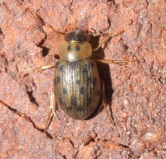 Berosus pantherinus