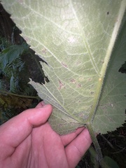 Phytomyza spondylii group