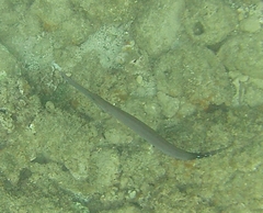 Aulostomus chinensis