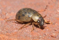 Berosus pantherinus