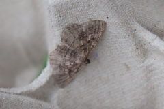 Rhoptria asperaria