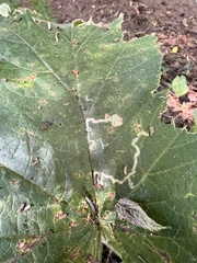 Phytomyza spondylii group