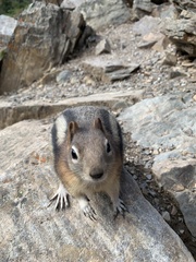 Callospermophilus lateralis