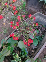 Kalanchoe crenata