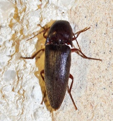 Diplostethus