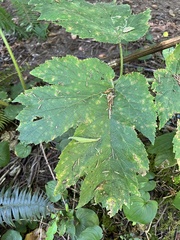 Phytomyza spondylii group