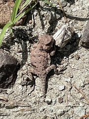 Phrynosoma hernandesi