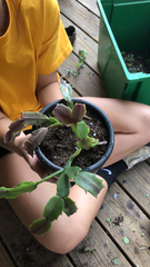 Schlumbergera truncata